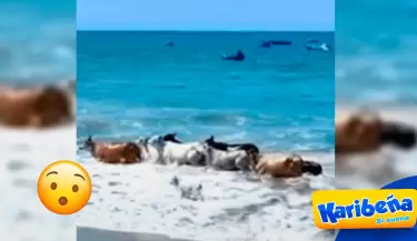 vacas-playa-karibena