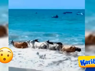 vacas-playa-karibena