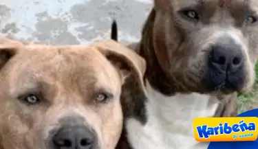 madre-pitbull-karibena