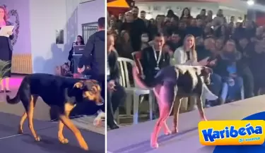 perrito-desfile-karibena