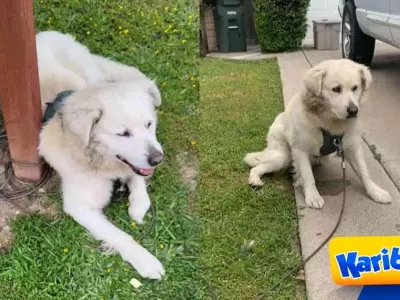 Perrito-es-abandonado-en-el-buzon-de-sus-vecinos-y-ellos-deciden-ayudarlo