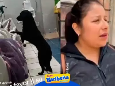 perrito-es-adoptado-karibena