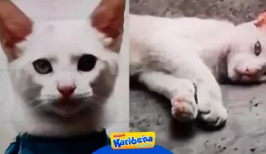 Detienen-a-gato-en-Chaclacayo