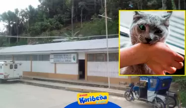 Dos nias mueren por rabia tras ser mordidas por su propio gato en Amazonas.