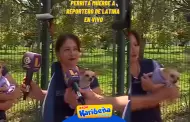 Momento inesperado! Perrita chihuahua muerde EN VIVO a reportero de Latina