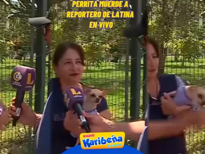 Perrita chihuahua muerde en vivo a reportero de Latina.
