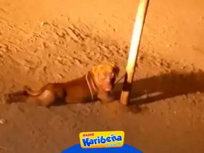 Perro pitbull ataca a nia de 5 aos en Trujillo