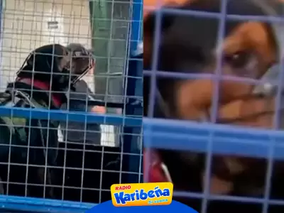 Dos perros matan a beb de 3 meses