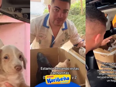 lvaro Rod pide ayuda para cachorritos rescatados