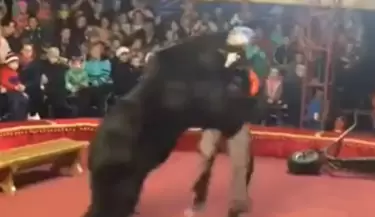 Oso ataca a su entrenador en circo