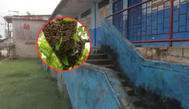 Enjambre de abejas atacan a docentes y alumnos en colegio en Iquitos