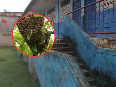 Enjambre de abejas atacan a docentes y alumnos en colegio en Iquitos