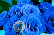 Ya recibiste tus flores azules? Descubre por qu regalan este detalle a los hombres cada 3 octubre