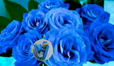 Cada de 3 octubre se regalan flores azules a los hombres por curioso motivo.