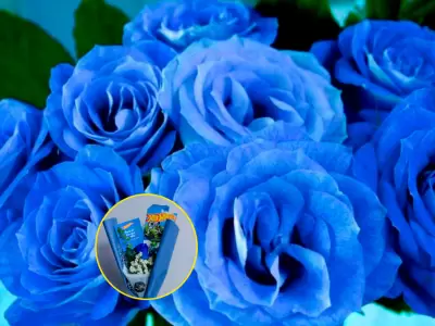 Cada de 3 octubre se regalan flores azules a los hombres por curioso motivo.