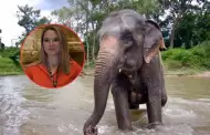 Tragedia! Turista muere al ser atacada por un elefante en Tailandia: Esto se sabe del caso