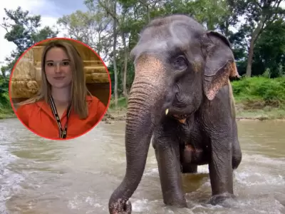 Turista muere atacada por elefante