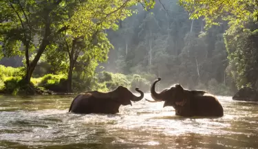 Turista muere aplastado por un elefante