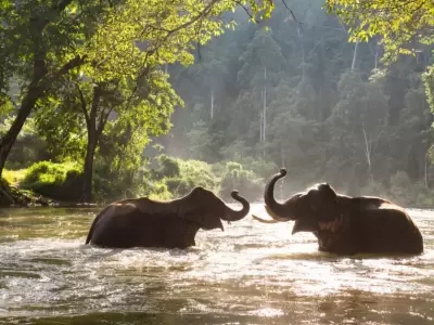 Turista muere aplastado por un elefante