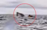 Impresionante! Ballena se come a un hombre mientras haca kayak y luego lo escupe