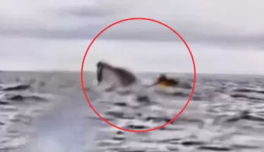 Ballena se traga a un hombre mientras haca kayak