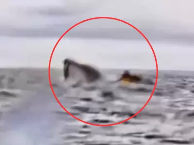 Ballena se traga a un hombre mientras haca kayak