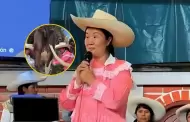 Inesperado! Keiko Fujimori recibe golpe de una vaca durante una actividad poltica en Cajamarca