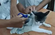 Capturan al 'Narco Michi'! Felino fue capturado tras ingresar paquetes de droga en un penal