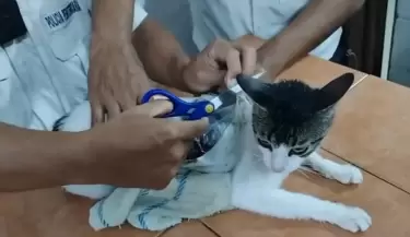 Capturan a gato que ingres droga en un penal