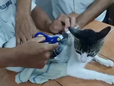 Capturan a gato que ingres droga en un penal