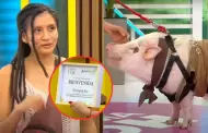 Betopocho: cerdito mascota podr pasear libremente en Miraflores tras reclamos de su duea