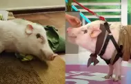 Betopocho: cerdito mascota podr pasear libremente en Miraflores tras reclamos de su duea
