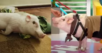 Ale Venturo suelta dardos en TikTok y fans creen que son para el Gato Cuba.