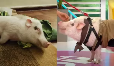 Cerdito mascota 'Betopocho' podr pasear libremente en Miraflores