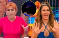 Magaly destruye a Tilsa Lozano por aconsejar a Jackson Mora tras 'ampay': "La experta en clandestinidad"