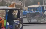 Hombre pase a su perro en el techo de su mototaxi y enciende las redes: "En Per nunca te aburres"