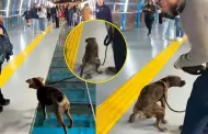 Perrito 'estrena' el Puente de la Paz en Miraflores de peculiar manera y se viraliza: "Tuvo que bautizarlo"