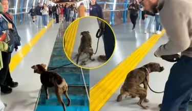 Perrito inaugur el Puente de la Paz en Miraflores de peculiar manera.