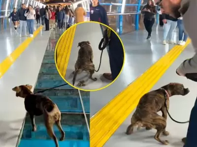 Perrito inaugur el Puente de la Paz en Miraflores de peculiar manera.