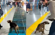 Perrito 'estrena' el Puente de la Paz en Miraflores de peculiar manera y se viraliza: "Tuvo que bautizarlo"