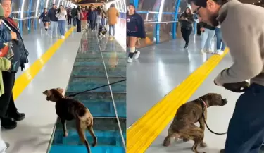 Perrito inaugur el Puente de la Paz en Miraflores de peculiar manera.