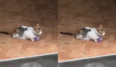 Gatito lleva el QR de pagos en una tienda y se vuelve viral