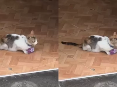 Gatito lleva el QR de pagos en una tienda y se vuelve viral