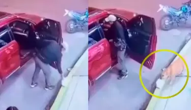 Tierno perrito de Huacho se convirti� en viral