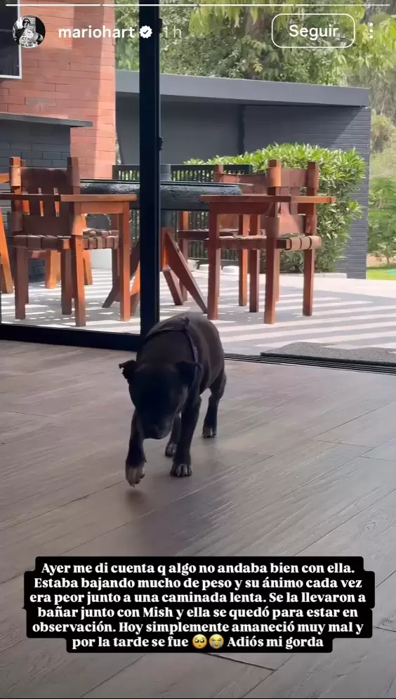 Mario Hart revel� detalles del fallecimiento de su mascota.