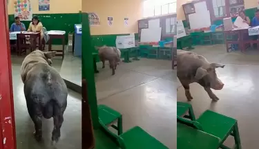 Cerdo ingresa a local de votacion en Ica.