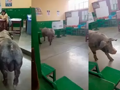 Cerdo ingresa a local de votacion en Ica.